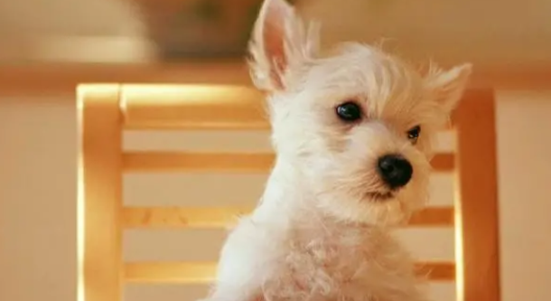 狗狗要定时做驱虫，体内体外都不可忽视