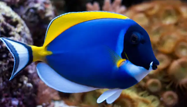 粉吊喜欢吃些什么？不清楚的可以看看~