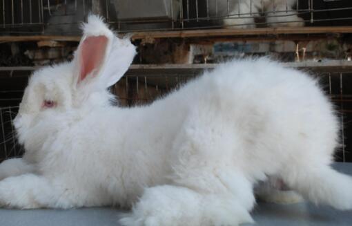 缎毛安哥拉兔多少钱一只，很贵吗？