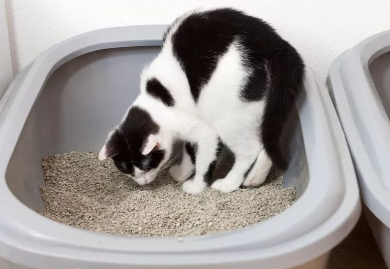 猫吃猫砂能拉出来吗？不知道的来这来看看