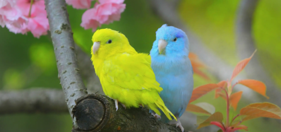 太平洋鹦鹉如何分公母？我告诉你~