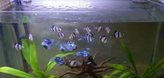 鱼缸水质要想调理到最清澈的状态，我们可以参考四种方法！