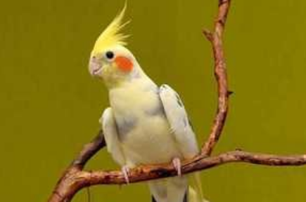 鸡尾鹦鹉多少钱一只？来看这里了解一下吧