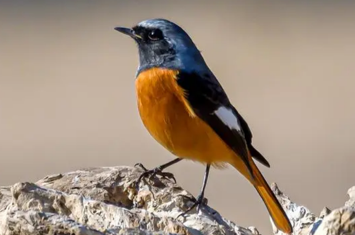 北尾红鸲是保护动物吗?来看看吧 北尾红鸲是保护动物吗?来看看吧