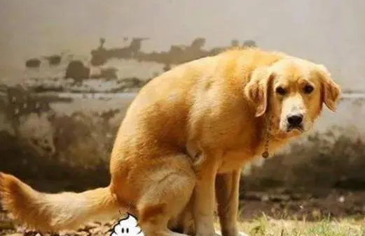 狗狗大便有白色颗粒咋回事？