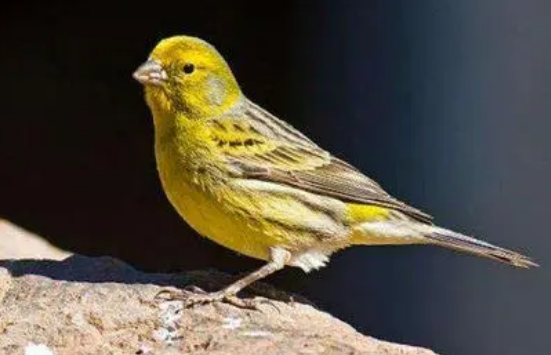 黄玉鸟病了怎么办？来看这里！