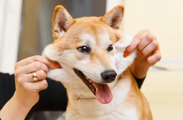 2000买柴犬靠谱吗？一文告知你