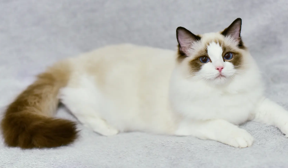 布偶猫哪个色最贵，想买的注意了