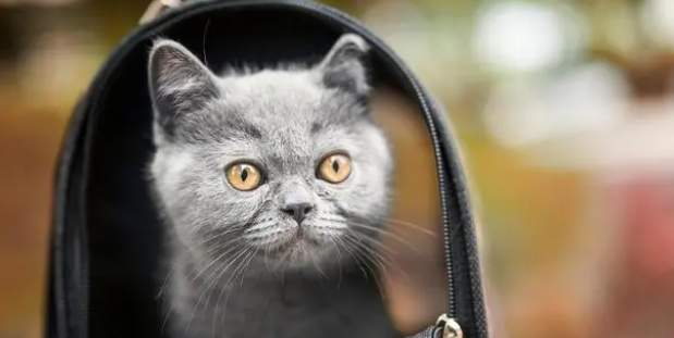 猫舍在哪里找?多年养猫人告诉你,猫舍和后院的猫,区别在哪! 猫舍在哪里找?多年养猫人告诉你,猫舍和后院的猫,区别在哪!