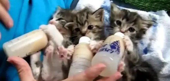 幼猫羊奶粉一天喝多少合适？怎么给幼猫冲泡羊奶粉？