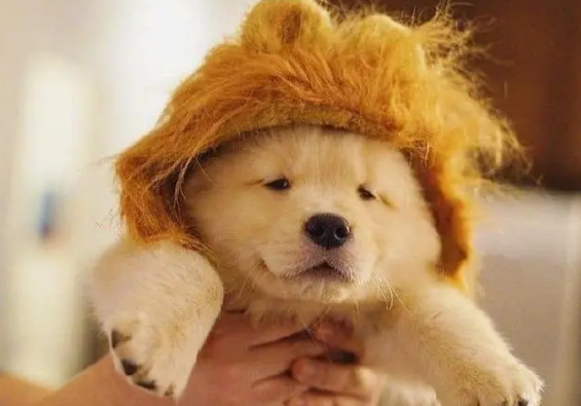 狗狗钙片竟有这么大的作用