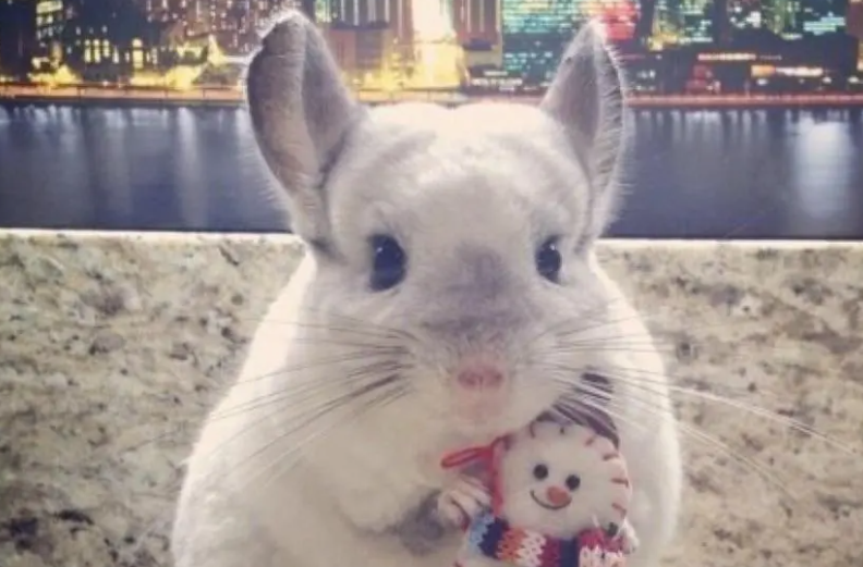 铲屎官快来了解：龙猫软便能自愈吗？