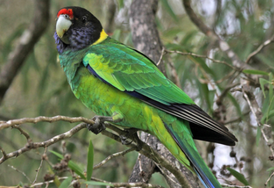 颈环鹦鹉会说话吗？怎么训练的好？