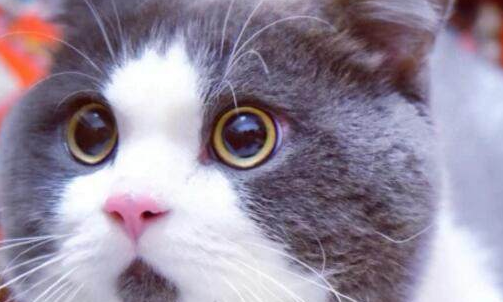 猫的瞳孔一天三变分别是什么？来了解下吧