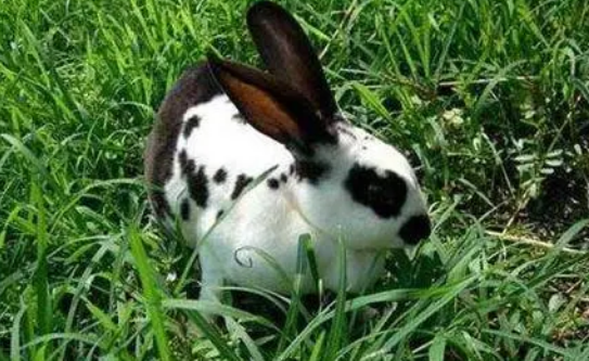 花巨兔吃了老鼠药怎么办？别怕，这里有方法！