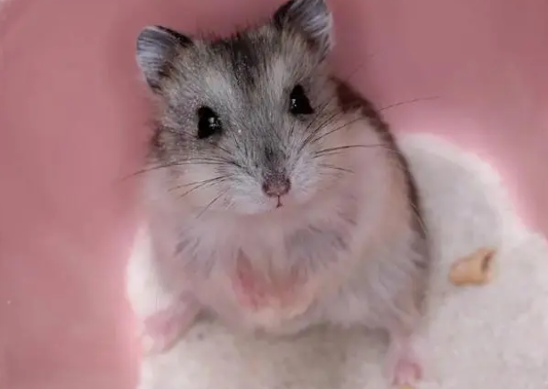 给仓鼠洗澡，用什么方法最安全？