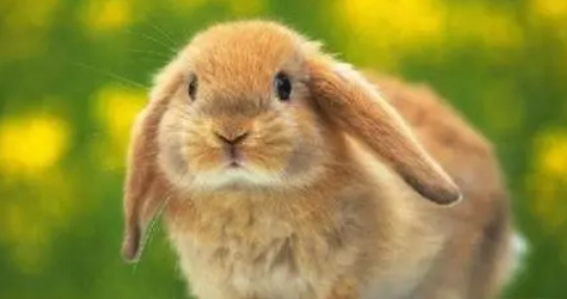 美国长毛垂耳兔如何分公母？技巧来啦！