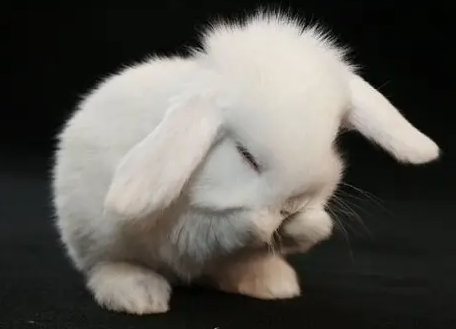 垂耳兔能吃苹果吗？应该如何正确喂养呢？