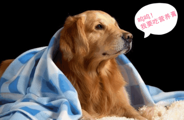 宠物最佳的营养品是“营养膏”，看完以下分析，你还这么认为吗