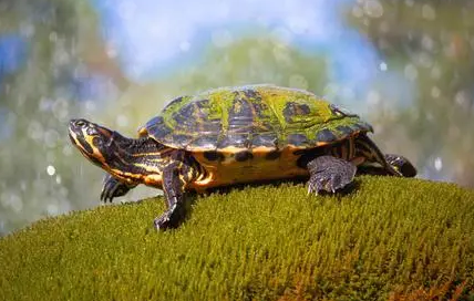 萌宠知识分享——黄腹滑龟会吃鱼吗？