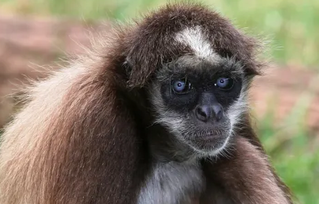 想了解一夫一妻制的新世界猴吗?速来看看这篇文章! 想了解一夫一妻制的新世界猴吗?速来看看这篇文章!