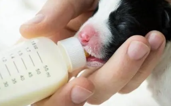 20天的狗狗一天吃多少羊奶粉？了解吗？