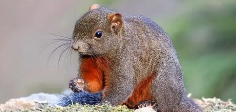 养宠科普:松鼠能当宠物吗? 养宠科普:松鼠能当宠物吗?