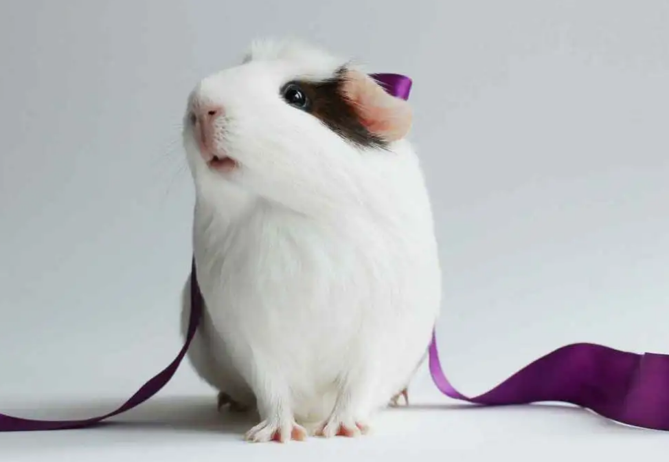 荷兰鼠咬不咬人？性格再温和也会有点攻击性的！