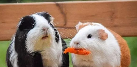 荷兰猪喜欢睡什么窝里？主人看过来