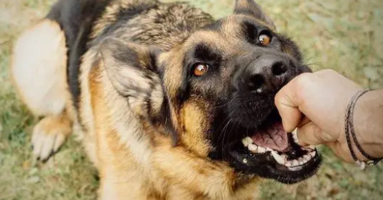 想知道怎么判断小狗有没有狂犬病毒?来看看 想知道怎么判断小狗有没有狂犬病毒?来看看