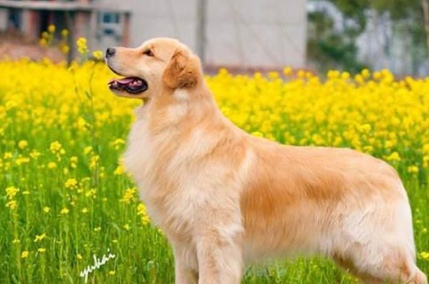 金毛犬对人有攻击性吗？大家可以了解一下~