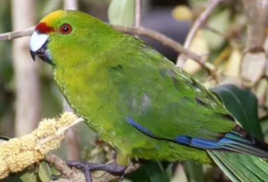 黄额鹦鹉怎么训练说话？主人来看一看吧