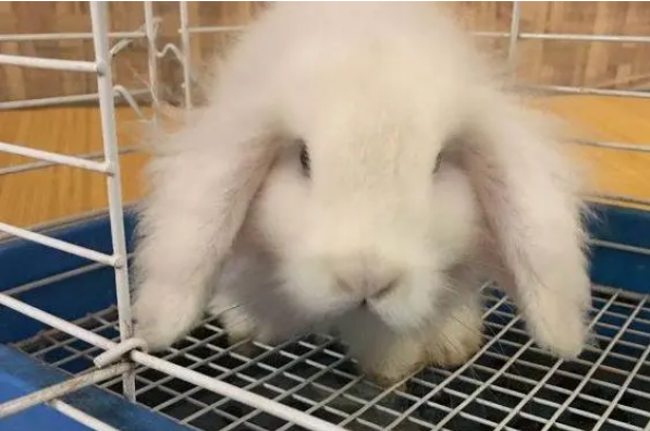 英国短毛垂耳兔要打疫苗吗？最好接种