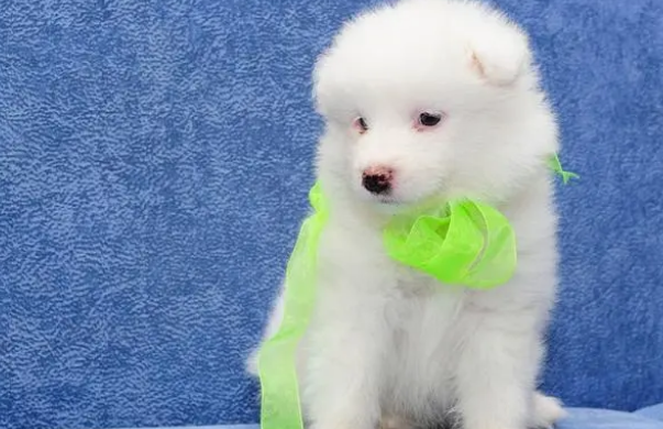 狗狗舔了体外驱虫药，会不会死？