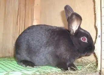 教你如何判断夏温拿兔公母方法