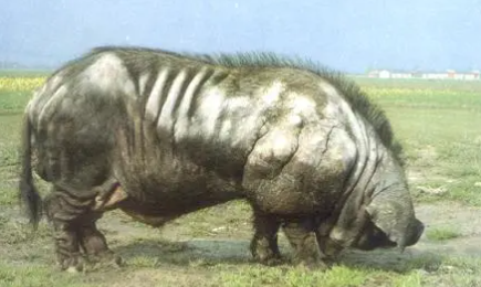 龙游乌猪多少钱?想买的看过来~ 龙游乌猪多少钱?想买的看过来~