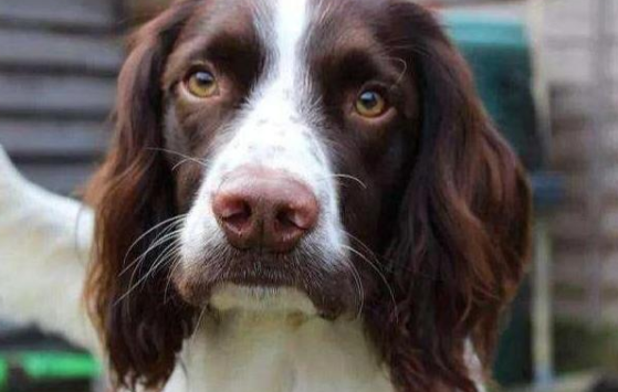 铲屎官科普：狗狗胡子被剪了会怎样？