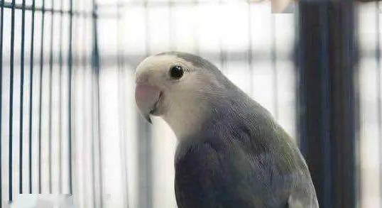 一起来了解一下蓝小鹦价格吧! 一起来了解一下蓝小鹦价格吧!