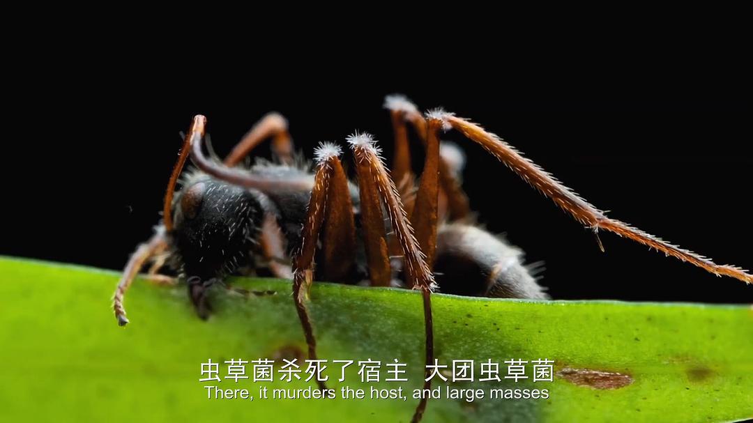 探索科学频道:10种途径将毁灭世界(2016)的剧照 探索科学频道:10种途径将毁灭世界(2016)的剧照