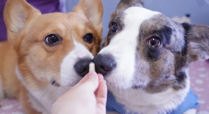 布拉迪益生菌,送给宠物的最佳礼物 布拉迪益生菌,送给宠物的最佳礼物