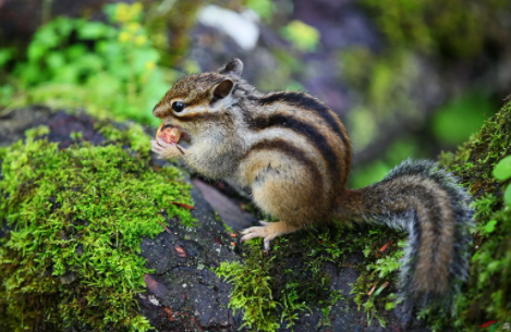 松鼠喜欢吃什么？都可以吃哪些食物？