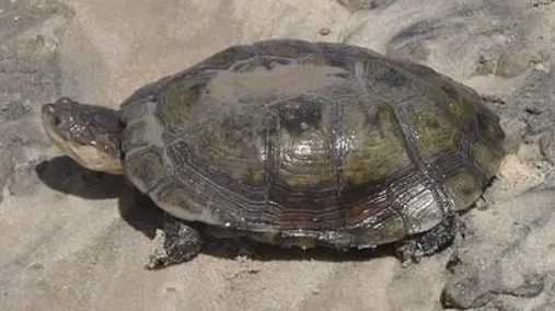 巨型侧颈龟好养吗?来看看怎么养吧 巨型侧颈龟好养吗?来看看怎么养吧