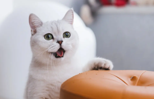 家猫和野猫有什么不同？想养的铲屎官来看看～