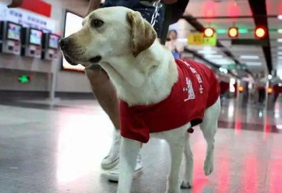 狗可不可以带上动车？来看看吧