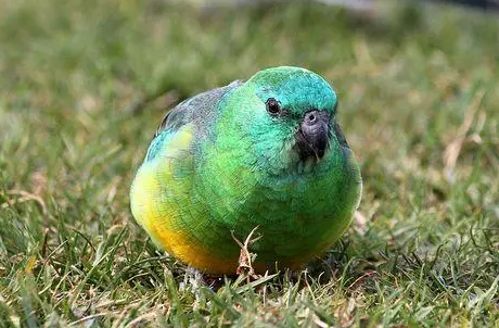 红腰鹦鹉好养吗？想养的人来看看吧