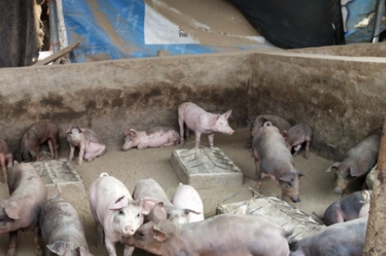 复合维生素B注射液,在养猪中的妙用,你知道吗? 复合维生素B注射液,在养猪中的妙用,你知道吗?