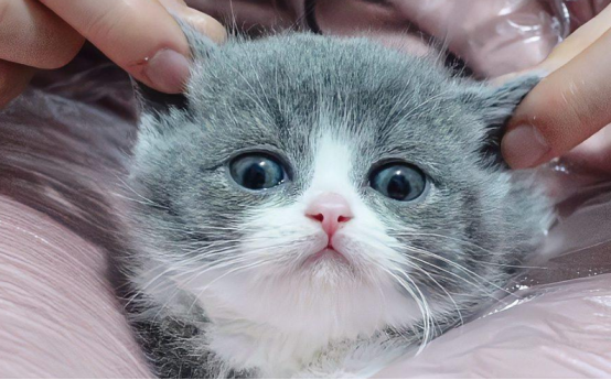 如何判断猫是不是智障？购买前可借鉴！