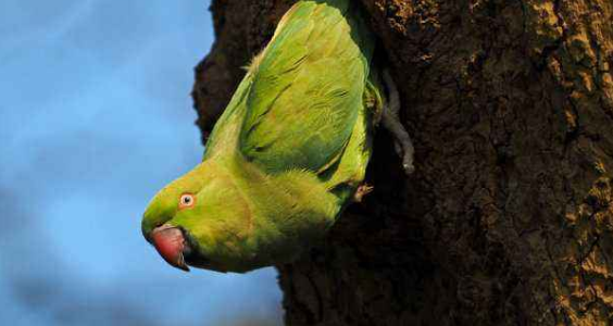 亚历山大鹦鹉笼养还是架养？答案这就告诉你