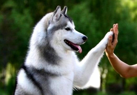 狗狗为何会得急性脑炎？原因有哪些