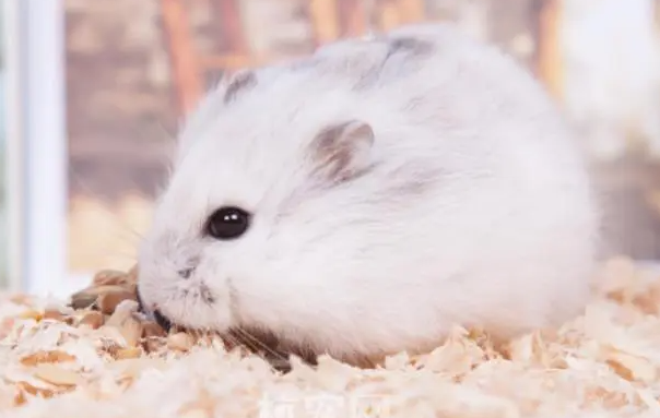 带你了解：一线仓鼠不吃东西怎么办？